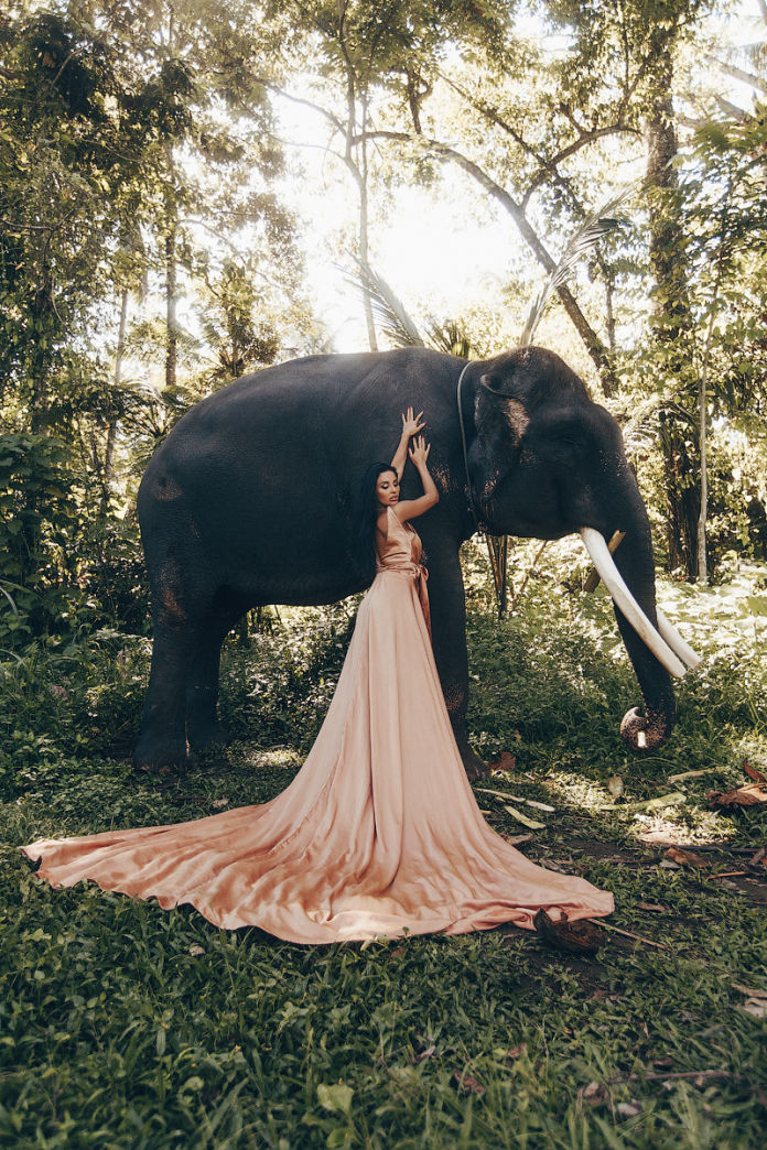 Elephant and white dress